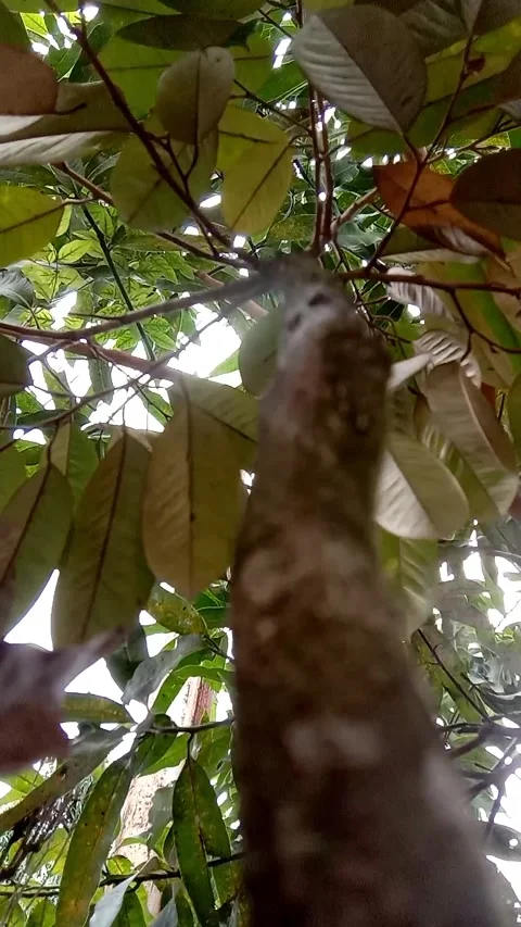 Durian tree Stock Footage 231601374