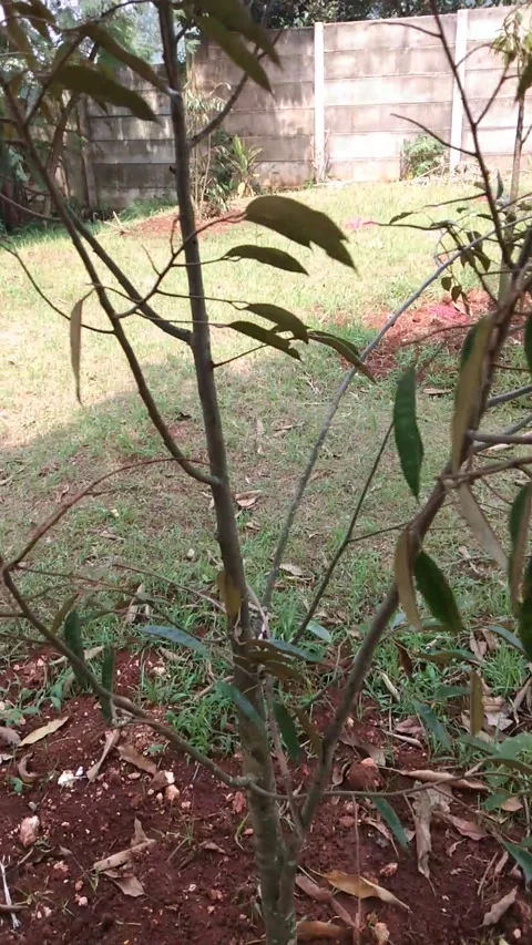 Durian Tree Stock Footage 237594086