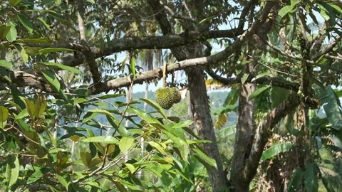 Durian tree with fruit Stock Footage 172519683