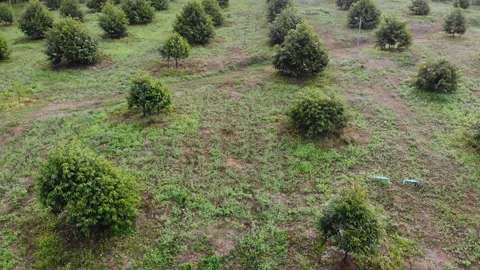 Durian tree fruit plantation tree on mountain terrace Stock Footage 168917623