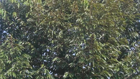 Durian tree leaves Stock Footage 202174600