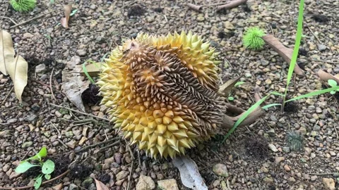 Durian tree in the orchard Stock Footage 150915515