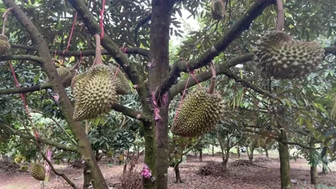 Durian tree in the orchard Stock Footage 150915518