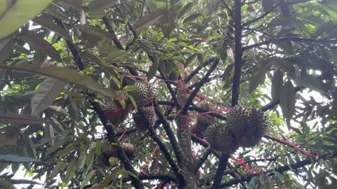 Durian tree in the orchard Stock Footage 150915519