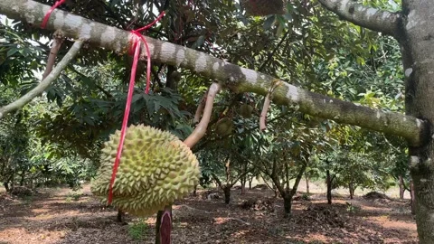 Durian tree in the orchard Stock Footage 150915521