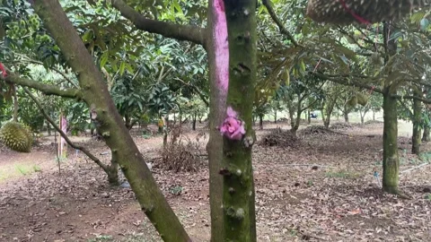 Durian tree in the orchard Stock Footage 150915525