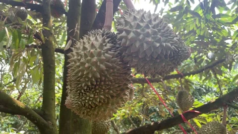 Durian tree in the orchard Stock Footage 150915534
