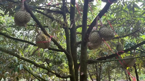 Durian tree in the orchard Stock Footage 150915537