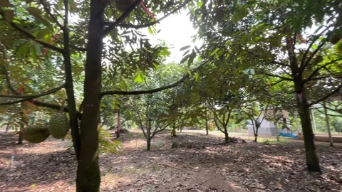 Durian tree in the orchard Stock Footage 150915540