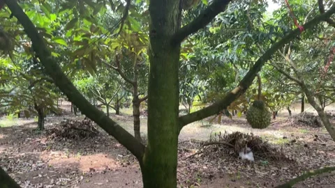 Durian tree in the orchard Stock Footage 150915549