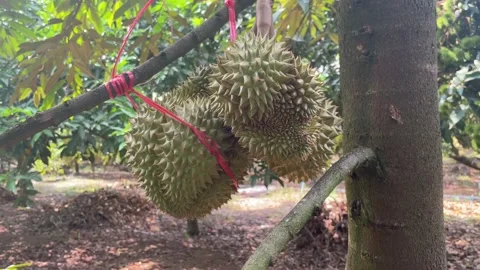 Durian tree in the orchard Stock Footage 150915552