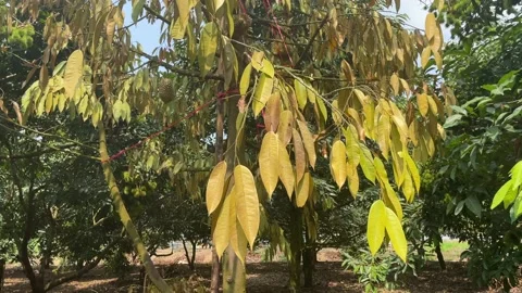 Durian tree in the orchard Stock Footage 150915555