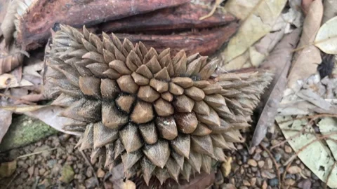 Durian tree in the orchard Stock Footage 150915556
