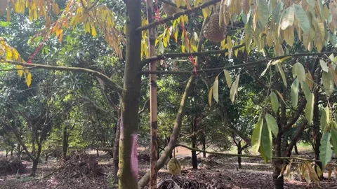 Durian tree in the orchard Stock Footage 150915557