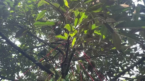 Durian tree in the orchard Stock Footage 150915561