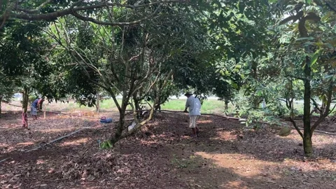 Durian tree in the orchard Stock Footage 150915566
