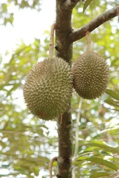 Durian on a tree Фото