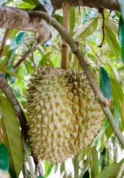 Durian on the tree Stock Photos