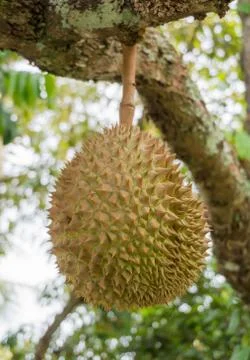 Durian on the tree Stock Photos