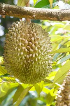 Durian on tree Stock Photos