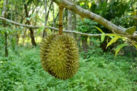 Durian on tree Stock Photos