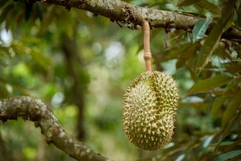 Durian on tree Stock Photos