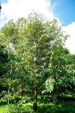 Durian on tree Stock Photos