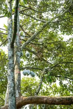 Durian on tree Stock Photos