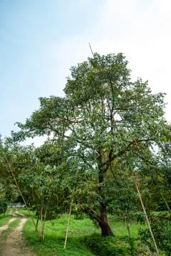Durian on tree Stock Photos