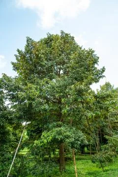 Durian on tree Stock Photos