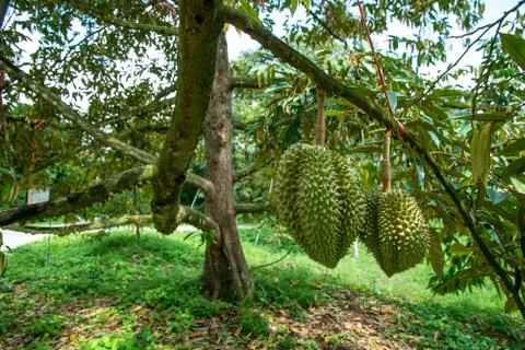 Durian on tree Stock Photos