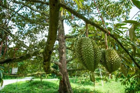 Durian on tree Foto stock