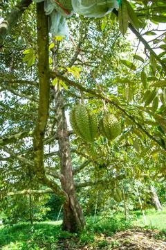 Durian on tree Stock Photos