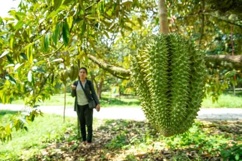 Durian on tree Stock Photos
