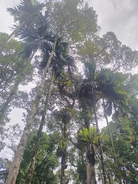 Durian tree Stock Photos