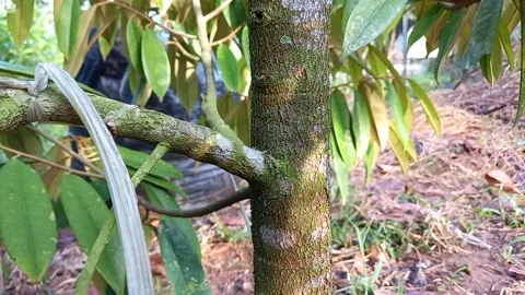 Durian tree trunk 스톡 동영상 158666898