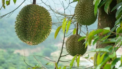 Durian turn around Stock Footage 117092503