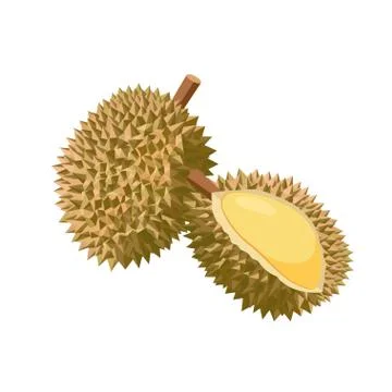Durian vector illustration isolated on white background. Juicy tropical exotic Illustrazione stock