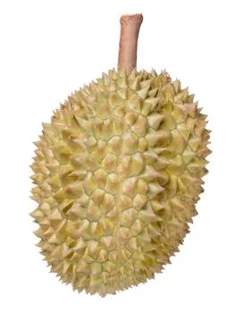 Durian on a white background Stock Photos