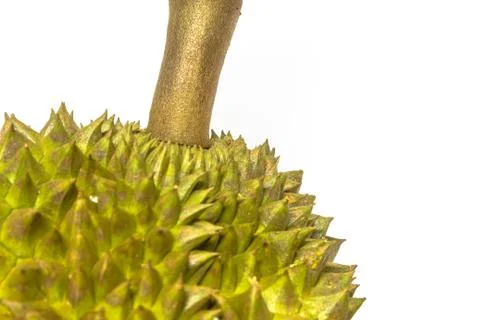 Durian on white Stock Photos