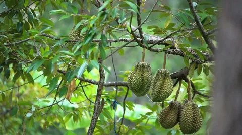 Durians hanging from tree, king of fruit in Thailand. HD. 1920x1080 Stock Footage 43947731