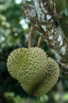 Durians hanging from the tree Stock Photos