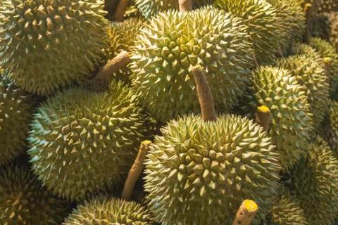 Durians Foto stock