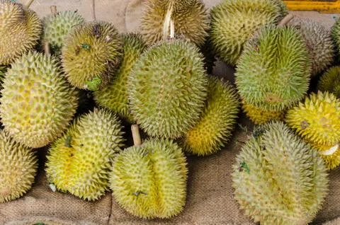 Durians Stock Photos