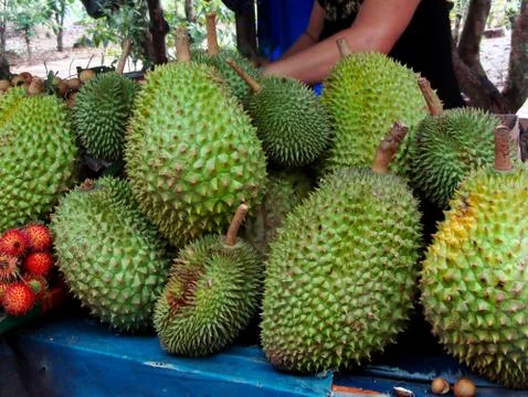 Durians 写真素材