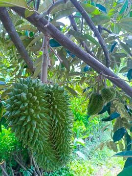 Durians 库存照片