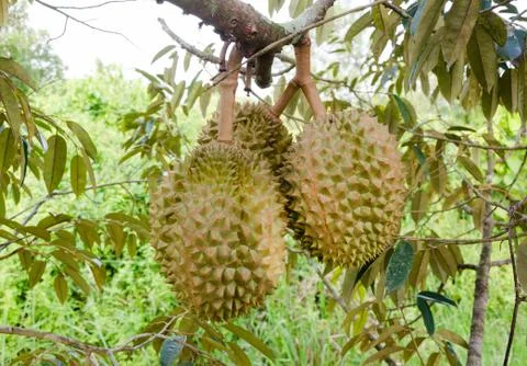 Durians on the tree Stock Photos