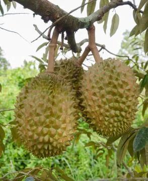 Durians on the tree Stock Photos