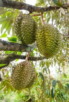 Durians on the tree Stock Photos
