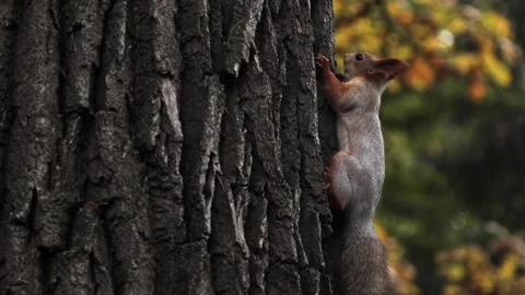 During the autumn molt, a red squirrel sits on a tree and eats something. Stock Footage 162242912